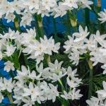 Bulbes à fleurs à planter à l'automne - Narcisse Paperwhite (x3) - face recto